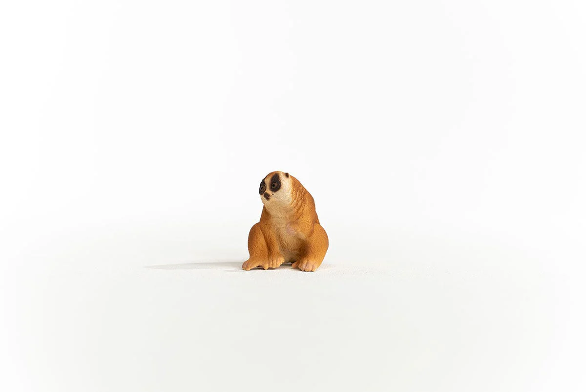Slow Loris - Image 3